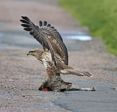 Common Buzzard