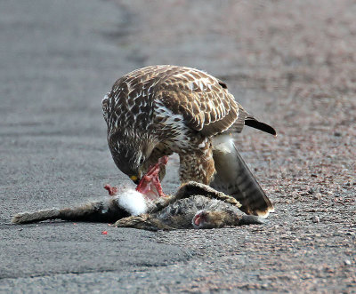 Common Buzzard