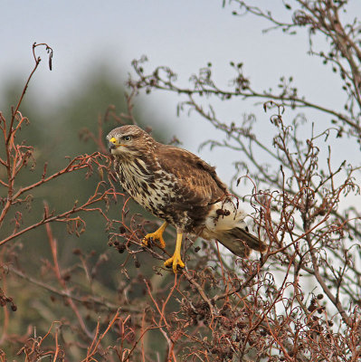 :: Common Buzzard ::