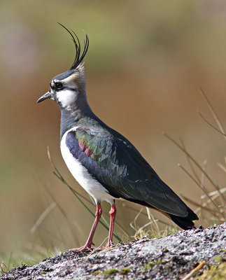 Lapwing