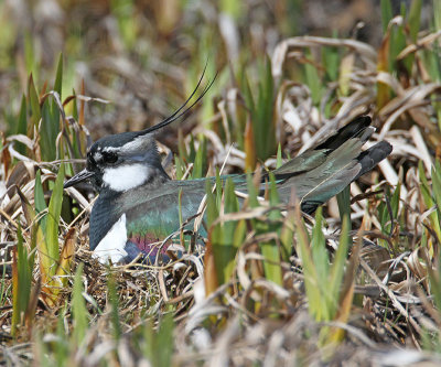 Lapwing