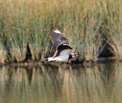 Lapwing