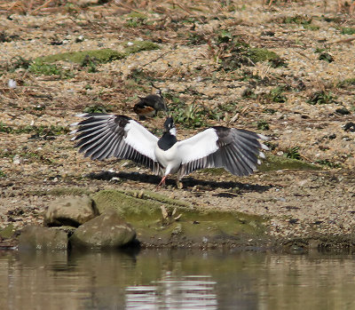 Lapwing