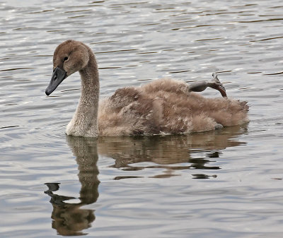 Mute Swan