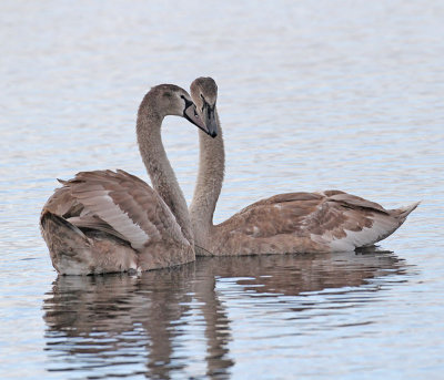 Mute Swan