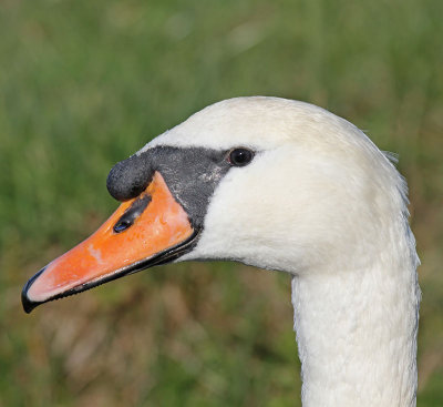 Mute Swan