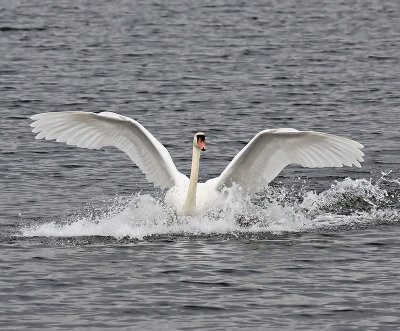 Mute Swan