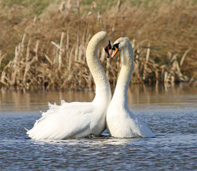 Mute Swan