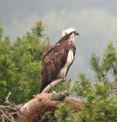 Osprey