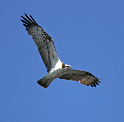 Osprey