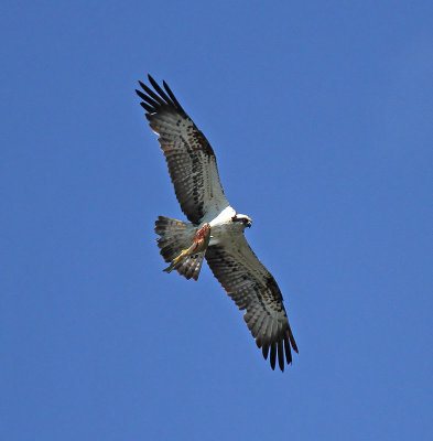 Osprey