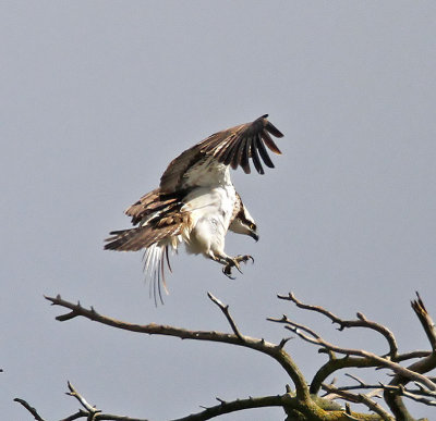 Osprey