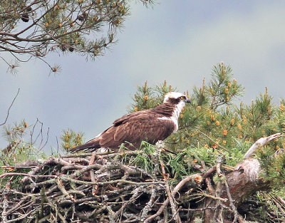 Osprey