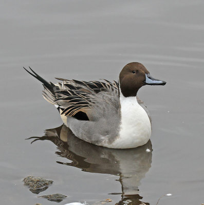 :: Pintail ::