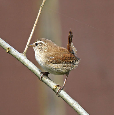 Wren