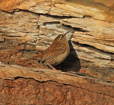 Wren