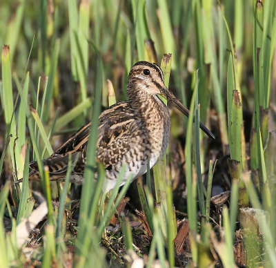 Common Snipe