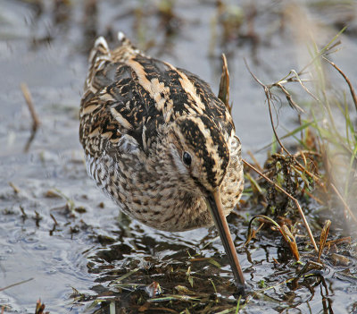 Common Snipe