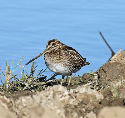Common Snipe