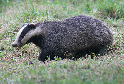 Badger