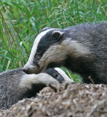 Badger