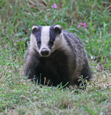Badger
