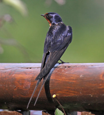 Swallow
