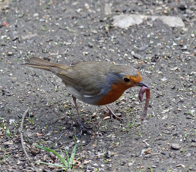 Robin