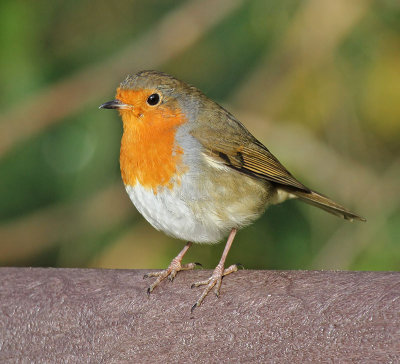 Robin