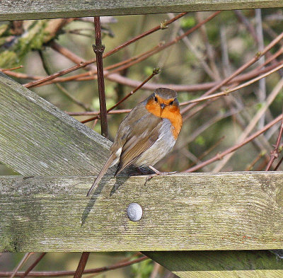 Robin