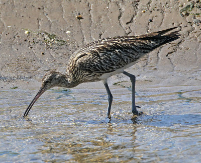 :: Curlew ::