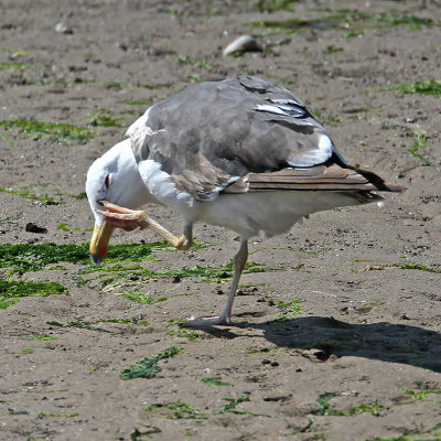 :: Lesser-blackbacked Gull ::