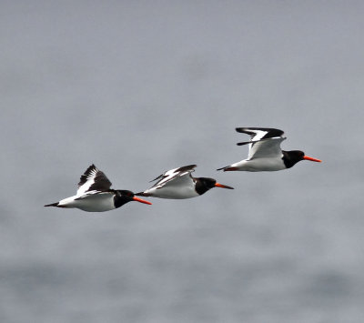 Oystercatchers