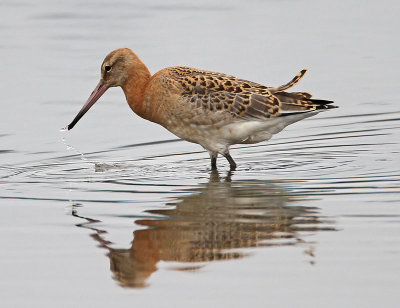 Black-tailed Godwit