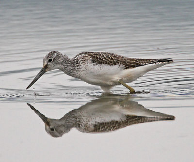 :: Greenshank ::