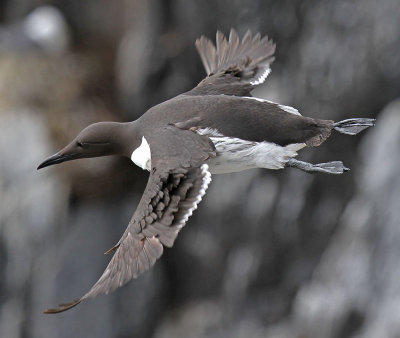 Guillemot
