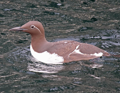 Guillemot (Brindled)