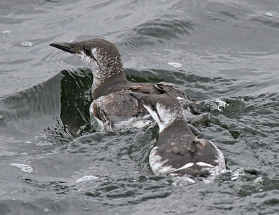 Guillemot