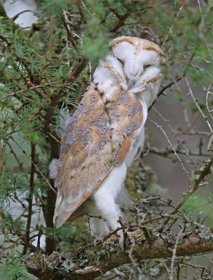 :: Barn Owl ::