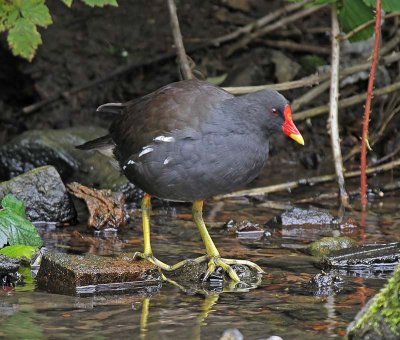 Moorhen
