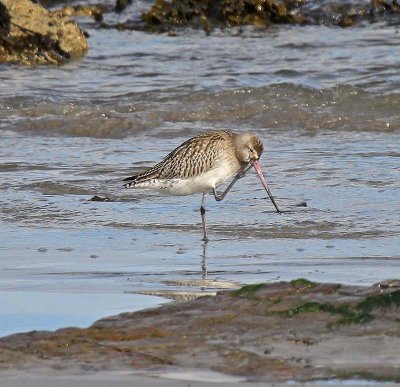 Bar-tailed Godwit