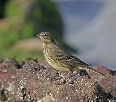 Rock Pipit