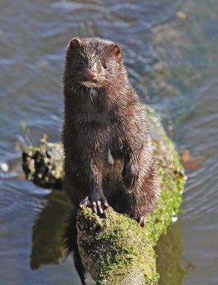 Mink