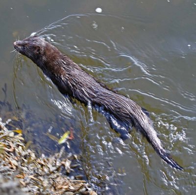 Mink