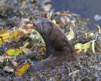 Mink