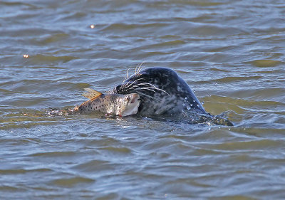Common Seal