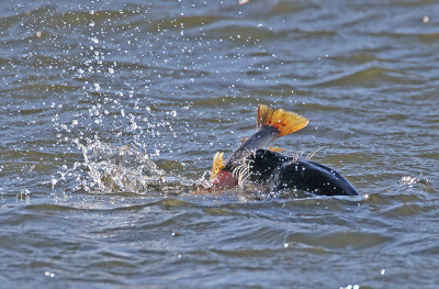 Common Seal
