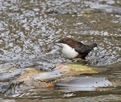 Dipper