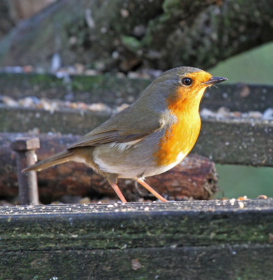 Robin