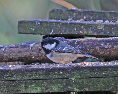 Coal Tit